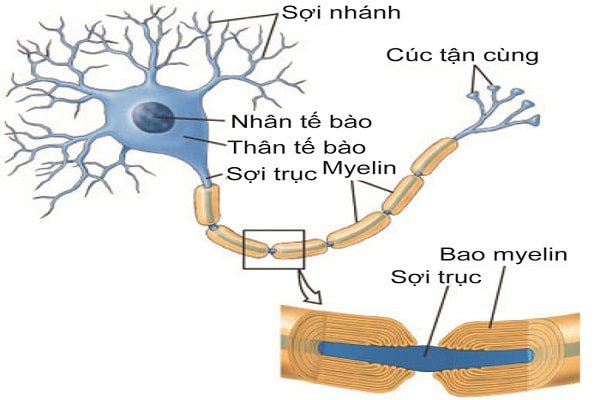 Ghế bệt tatami, ghế thư giãn, tựa lưng cho người già, người bệnh đau lưng, thoát vị, tai biến