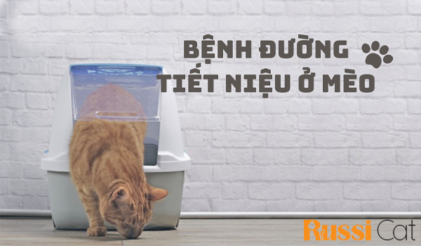 Ghế bệt tatami, ghế thư giãn, tựa lưng cho người già, người bệnh đau lưng, thoát vị, tai biến