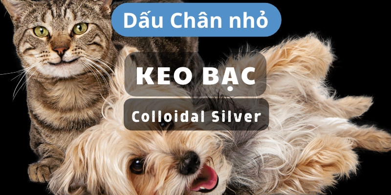 Ghế bệt tatami, ghế thư giãn, tựa lưng cho người già, người bệnh đau lưng, thoát vị, tai biến